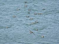 Gadwall coming in for landing 
